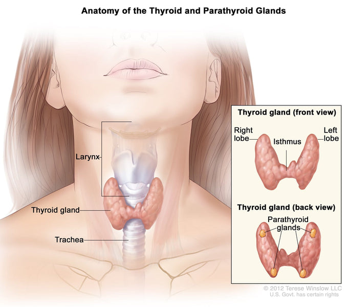 Thyroid & Parathyroid Support and Relief Natural Herbs