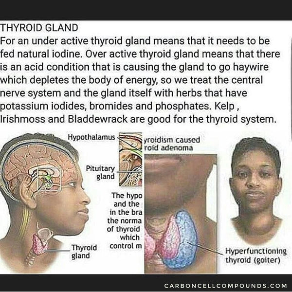 Thyroid & Parathyroid Support and Relief Natural Herbs & Tea