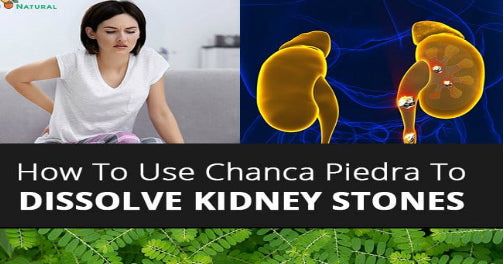 CHANCA PIEDRA HERB - Kidney stones dissolving support.