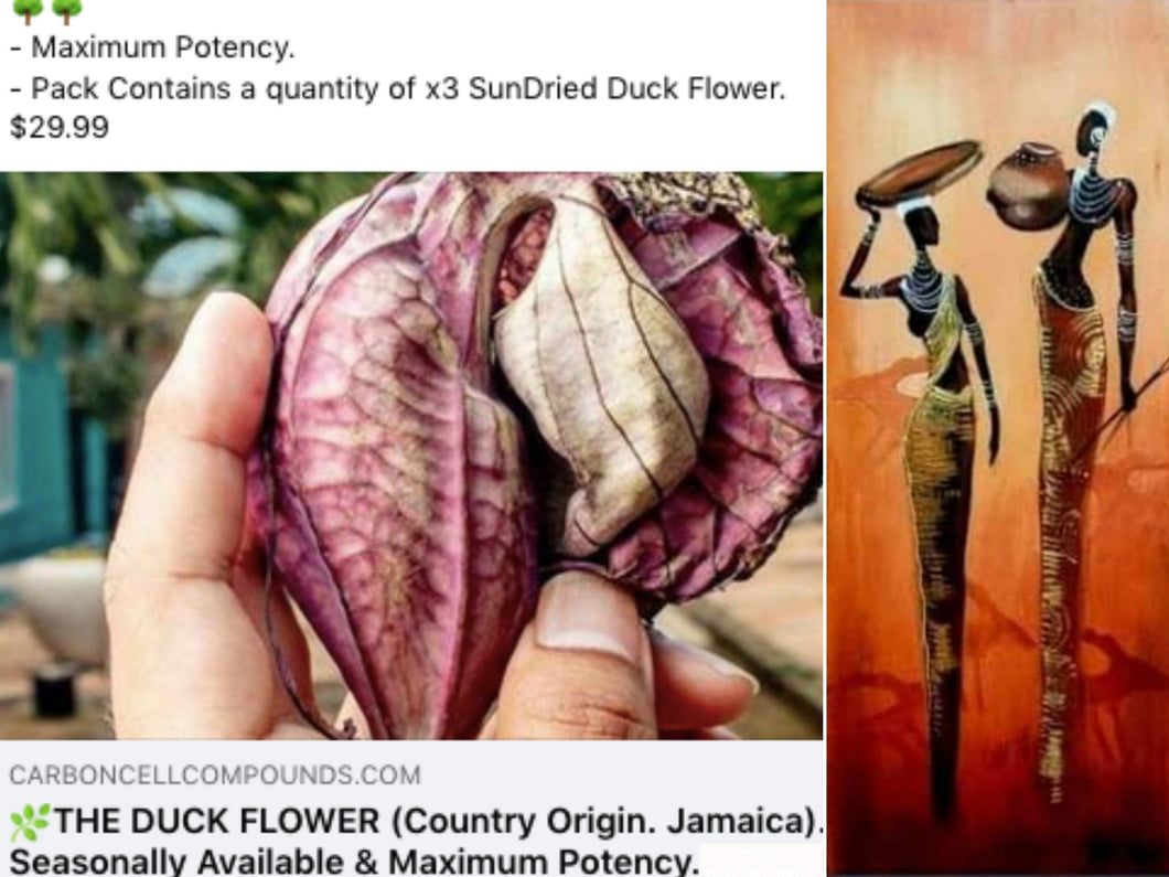 x2 DUCK FLOWERS (Aristolochia Grandiflora) - | - @ Only 9 US Dollars each - (6.69 Uk Pounds)- | - On our Wellbeing Outreach Program - |