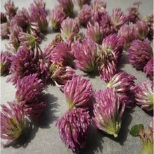 Load image into Gallery viewer, 🌿RED CLOVER FLOWERS (Country Origin. Albania)